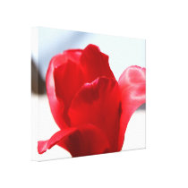 Red Tulip Canvas Prints
