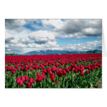 Red Tulip Field Greeting Card