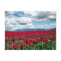Red Tulip Field Postcards