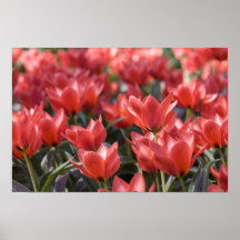 Red tulip field print