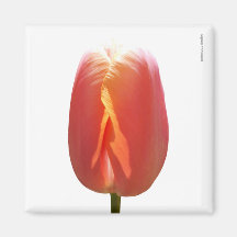 Red Tulip Fridge Magnets