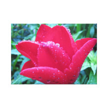 Red Tulip Gallery Wrapped Canvas