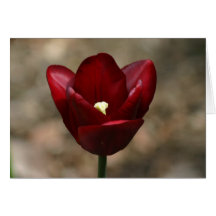 Red Tulip Greeting Card
