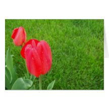 Red Tulip Greeting Card