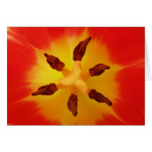 Red Tulip Greeting Cards