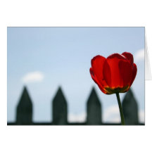 Red Tulip Greeting Cards