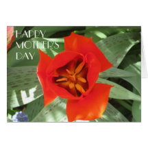 Red Tulip, Mother's Day Greeting Card