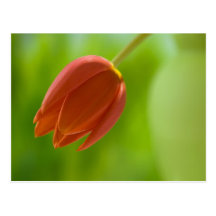 Red Tulip Postcards