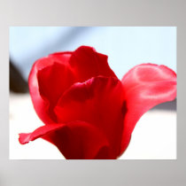 Red Tulip Posters