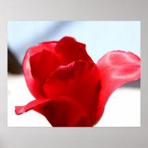 Red Tulip Posters