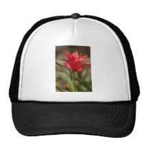 Red Tulip Reaching for the Sun Trucker Hat