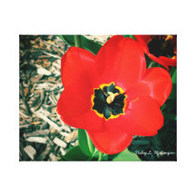 'Red Tulip' Wrapped Canvas Canvas Print