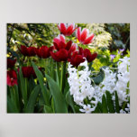Red Tulips and White Hyacinths Print