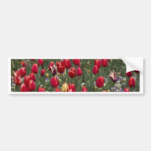 Red Tulips Bumper Sticker