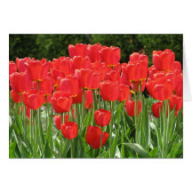 Red Tulips Card