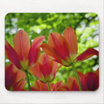Red Tulips DSC0875