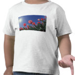 Red tulips from very low angle, Cincinnati, T Shirt