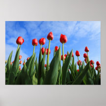 Red Tulips In the Sky Posters