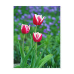 Red Tulips Postcard