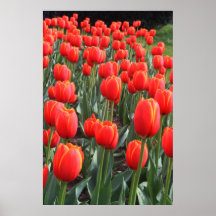 Red Tulips Poster