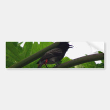Red-vented Bulbul (Pycnonotus cafer) Edit | Delete Bumper Sticker