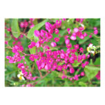 Red Vine Flowers flowers Announcement