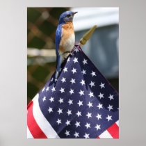 Red,White & Bluebird Posters