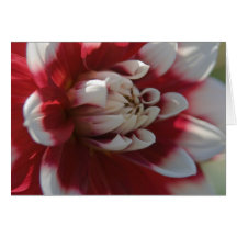 Red & White Dahlia Cards