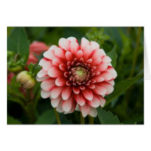 Red & White Dahlia Cards