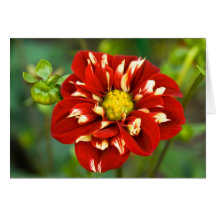 Red & White Dahlia Greeting Card
