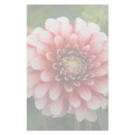 Red & White Dahlia