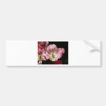Red White Delight Bumper Sticker