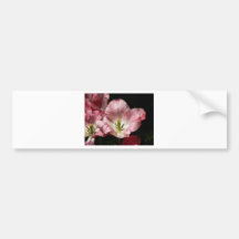 Red White Delight Bumper Sticker