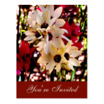 Red & White Flowe Invite (Customizable) Post Cards