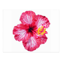 red white pink hibiscus aloha flower postcards