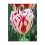 Red & White Tulip  Postcard