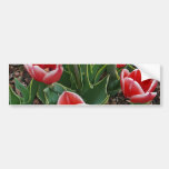 Red & White Tulips Bumper Stickers