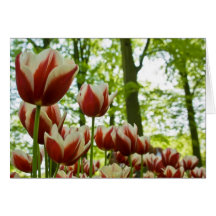 Red & White Tulips DSC0869 Cards