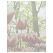 Red & White Tulips DSC0869