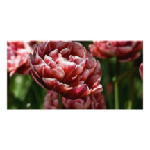 Red & White Variegated Tulip Macro DSC0802 Photo Greeting Card