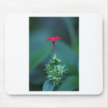 Red wildflower mousepads