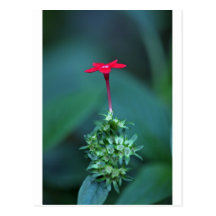 Red wildflower postcards