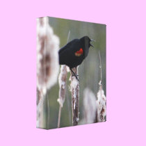 Red-winged Blackbird  (Agelaius phoeniceus) canvas prints