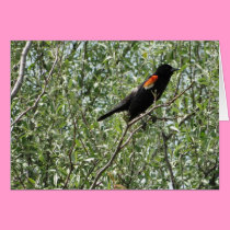Red-winged Blackbird, Cheer cards