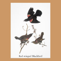 Red-Winged Blackbird, John Audubon invitations