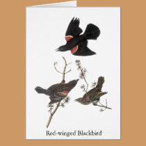 Red-Winged Blackbird, John Audubon cards