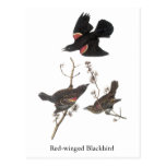 Red-Winged Blackbird, John Audubon Postcard