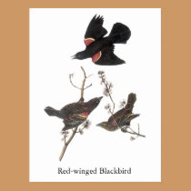 Red-Winged Blackbird, John Audubon postcards