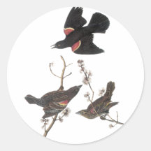 Red-Winged Blackbird, John Audubon Round Stickers