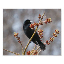 Red-winged Blackbird Photo Art